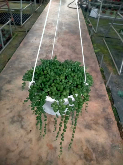 多肉植物 エンジュダイチョウボン 12株セット 5号鉢 品番ZG00059
