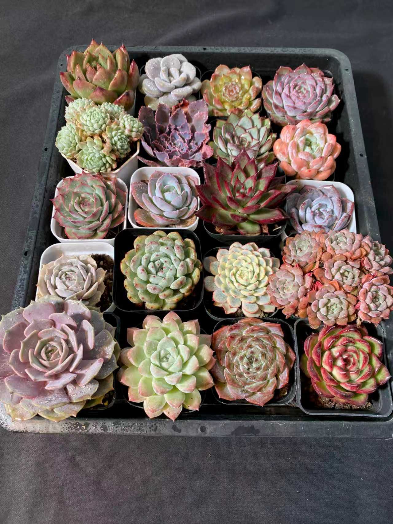 多肉植物 アソート(混合)品種:ランダム 20株セット 品番YP3