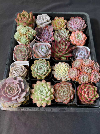 多肉植物 アソート(混合)品種:ランダム 20株セット 品番YP3