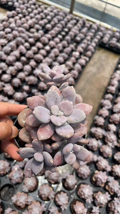 多肉植物 トウソウ 15株セット 3号鉢 品番AE00054