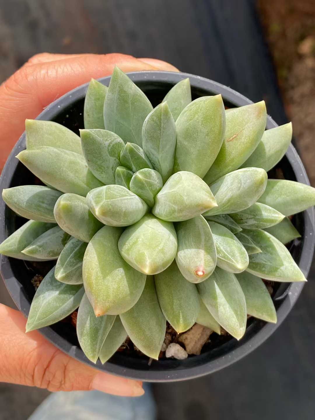 多肉植物 ウラクラ 18株セット 3号鉢 品番AA00144