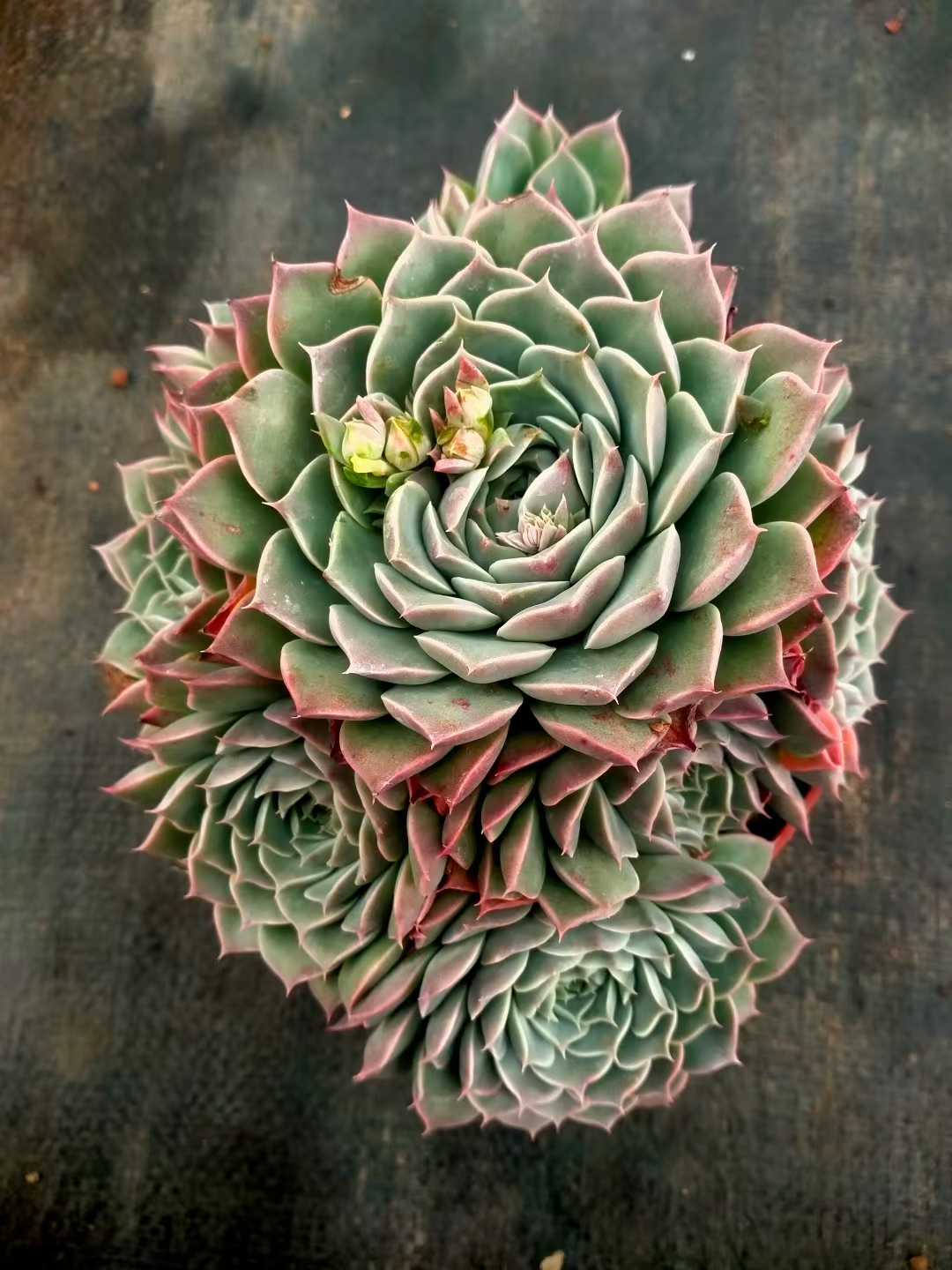 多肉植物 ハイリナ 12株セット 5号鉢 品番ZG00064