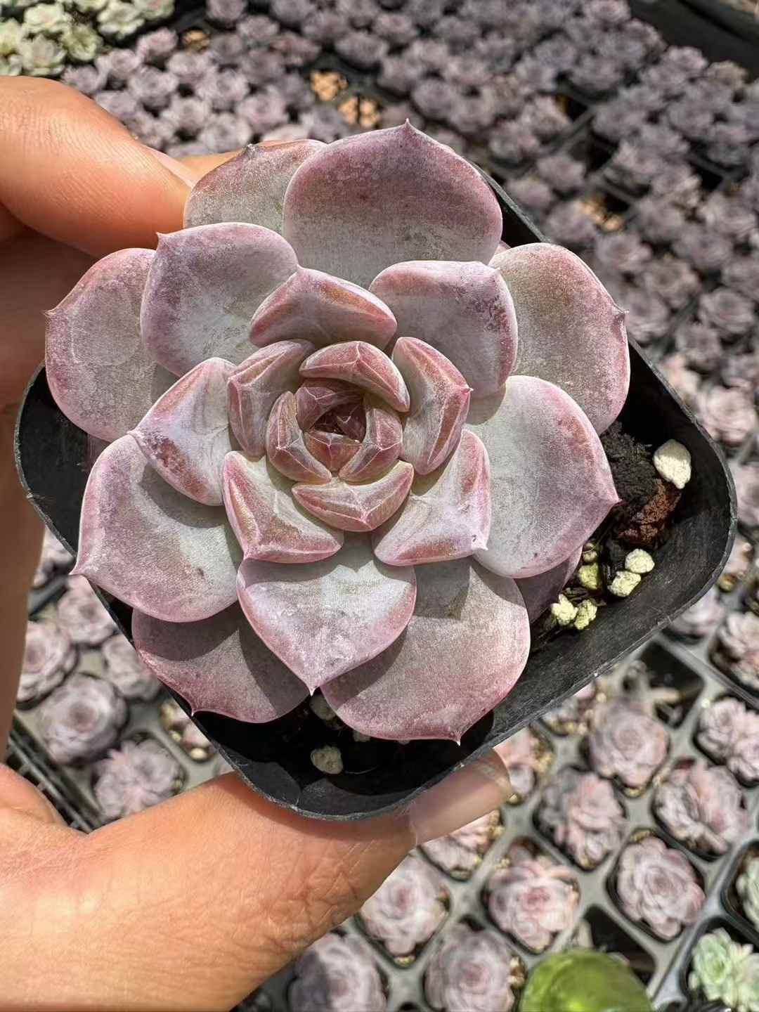 多肉植物 しびせい 50株セット 2.5号鉢 品番AD00036