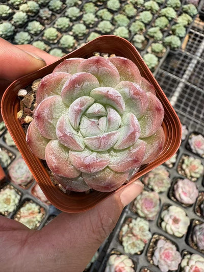 多肉植物 せつぎょく 50株セット 2.5号鉢 品番AD00069