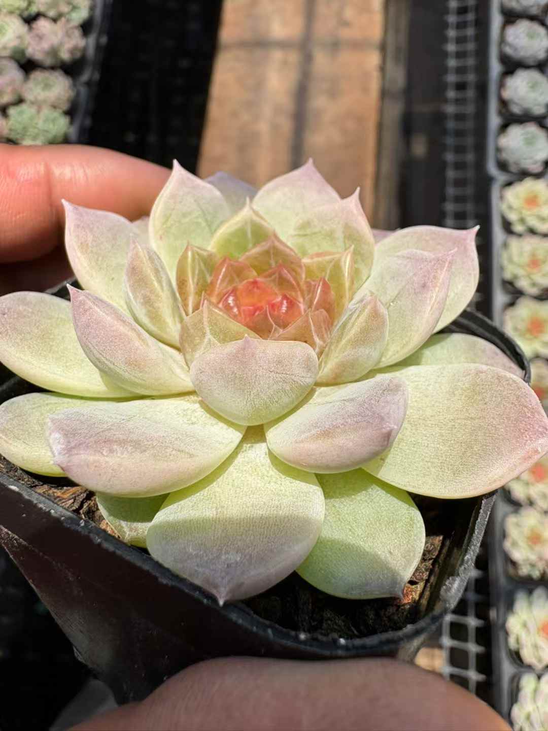 多肉植物 ネオンライト 50株セット 2.5号鉢 品番AD00197