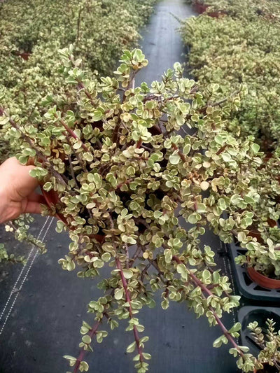 多肉植物 ロウショウガラクノマイ 9株セット 6号鉢 品番ZG00031