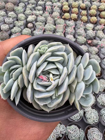 多肉植物 セイナ 36株セット 3号鉢 品番AD00145