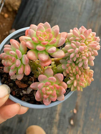 多肉植物 シャングリラ 18株セット 3号鉢 品番AA00126
