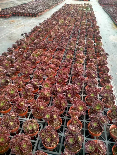 多肉植物 シヨウジョウ 24株セット 4号鉢 品番ZG00006