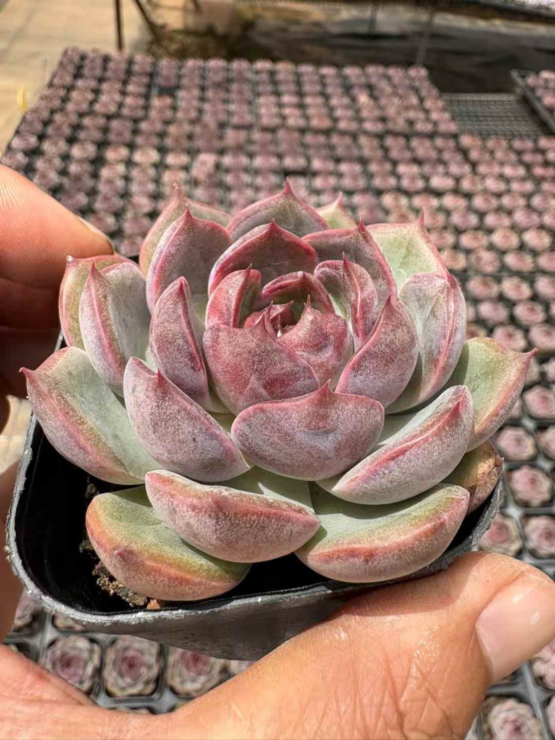 多肉植物 ブルーベリー 50株セット 2.5号鉢 品番AD00204
