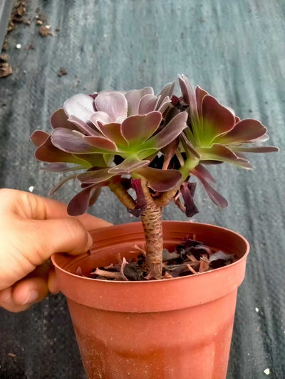 多肉植物 シヨウジョウ 24株セット 4号鉢 品番ZG00006