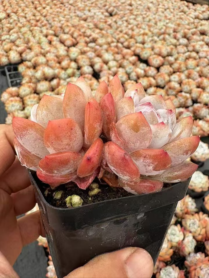 多肉植物 かんとう 50株セット 2.5号鉢 品番AD00092