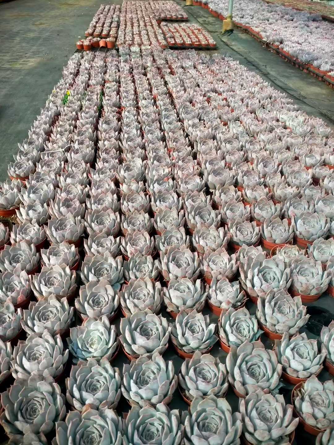 多肉植物 ルシナ 24株セット 4号鉢 品番ZG00032