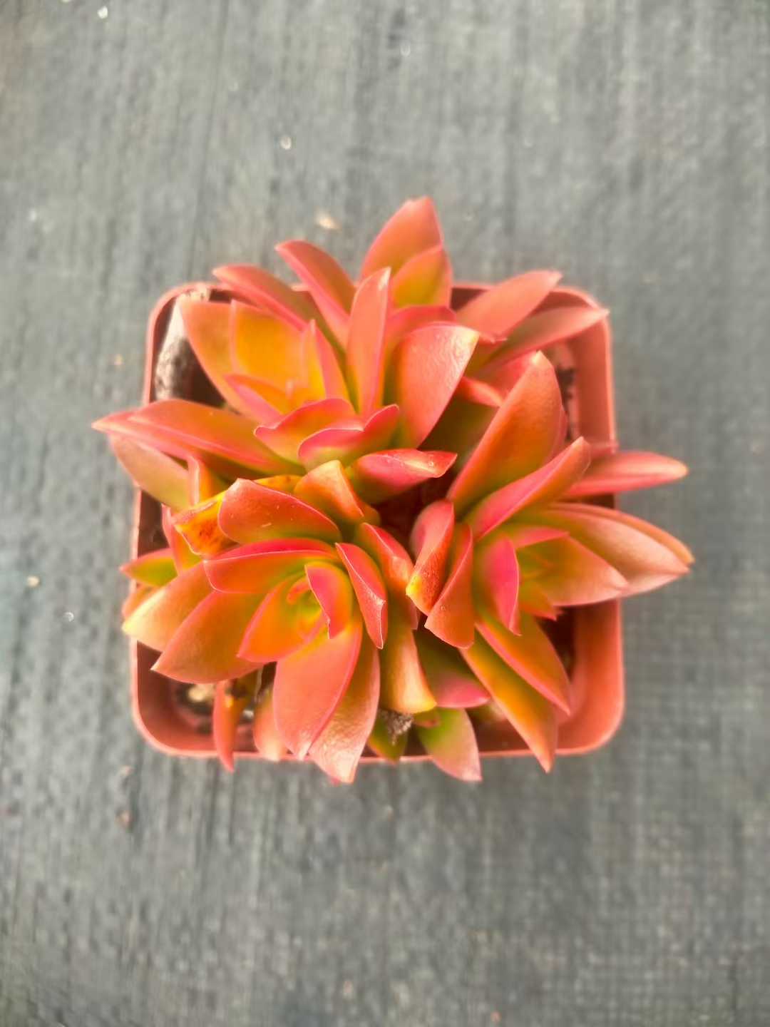 多肉植物 カサマツリ 48株セット 2.5号鉢 品番ZG00018