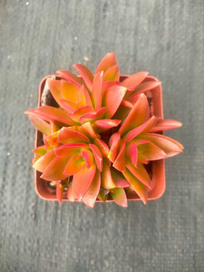 多肉植物 カサマツリ 48株セット 2.5号鉢 品番ZG00018