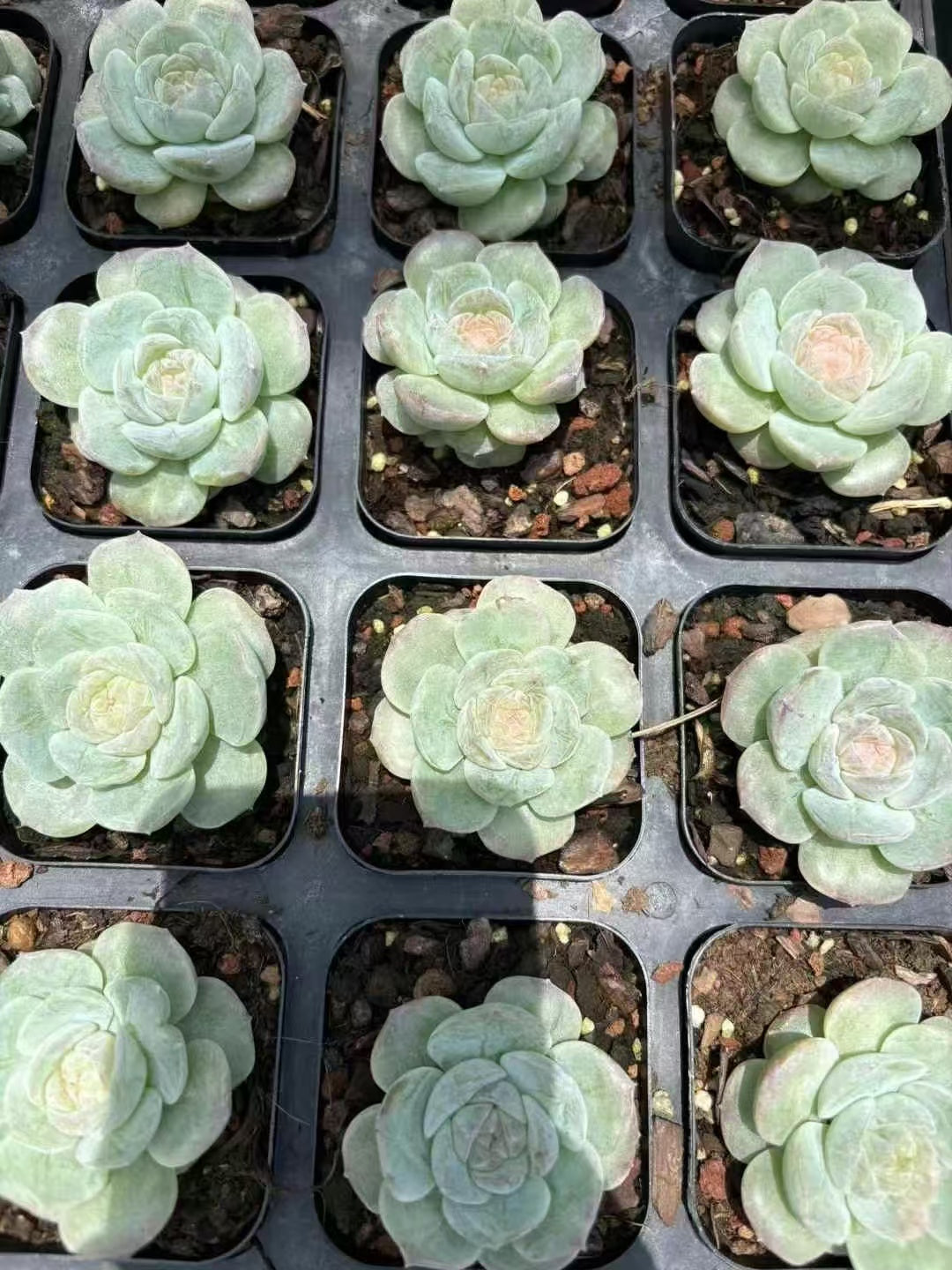 多肉植物 こおりきさき 50株セット 2.5号鉢 品番AD00110