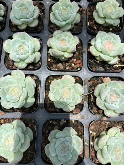 多肉植物 こおりきさき 50株セット 2.5号鉢 品番AD00110