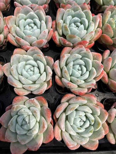 多肉植物 ぎょくこちょう 50株セット 2.5号鉢 品番AD00201