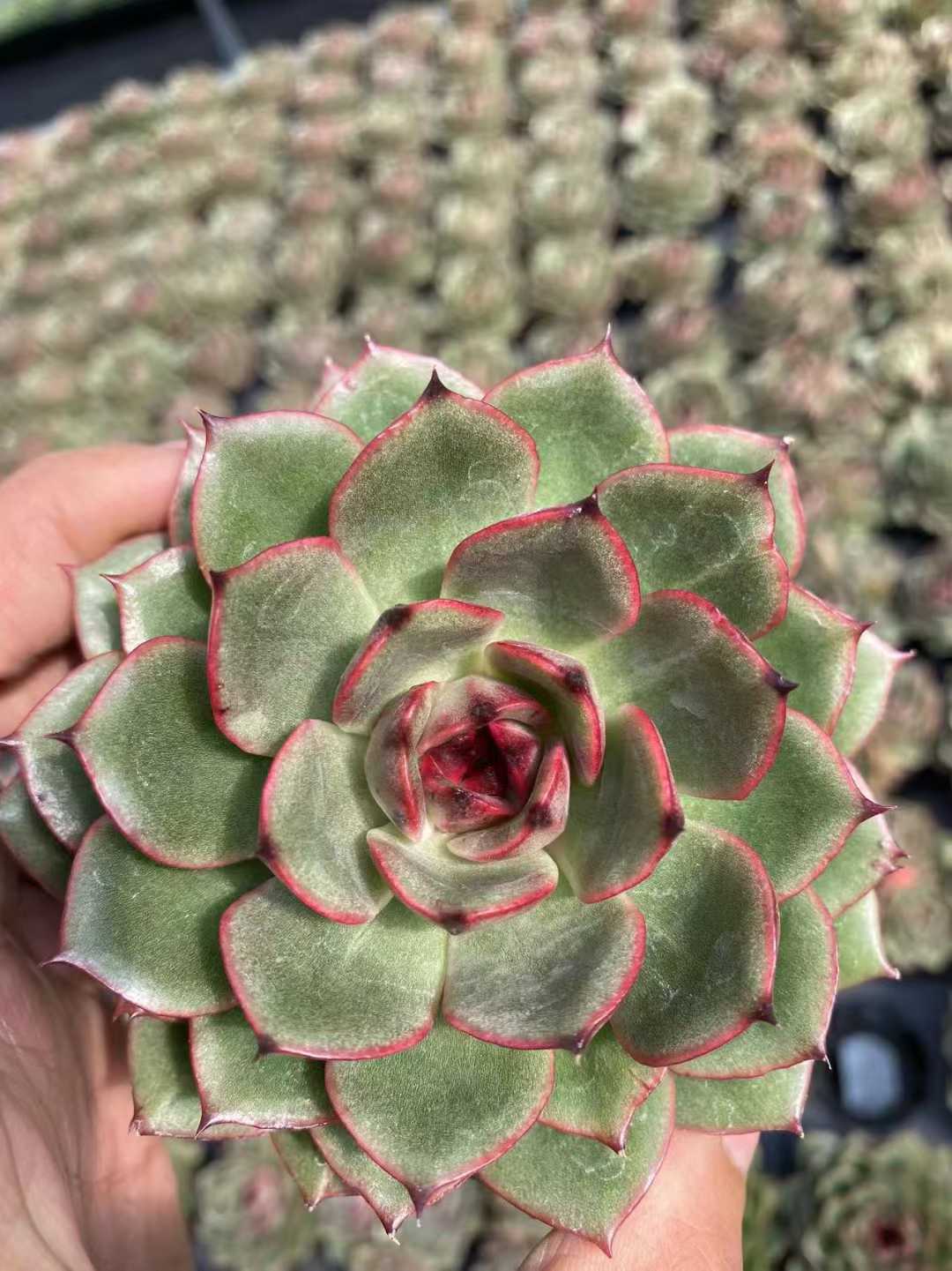 多肉植物 サンゴジェニー 35株セット 3号鉢 品番AF00038