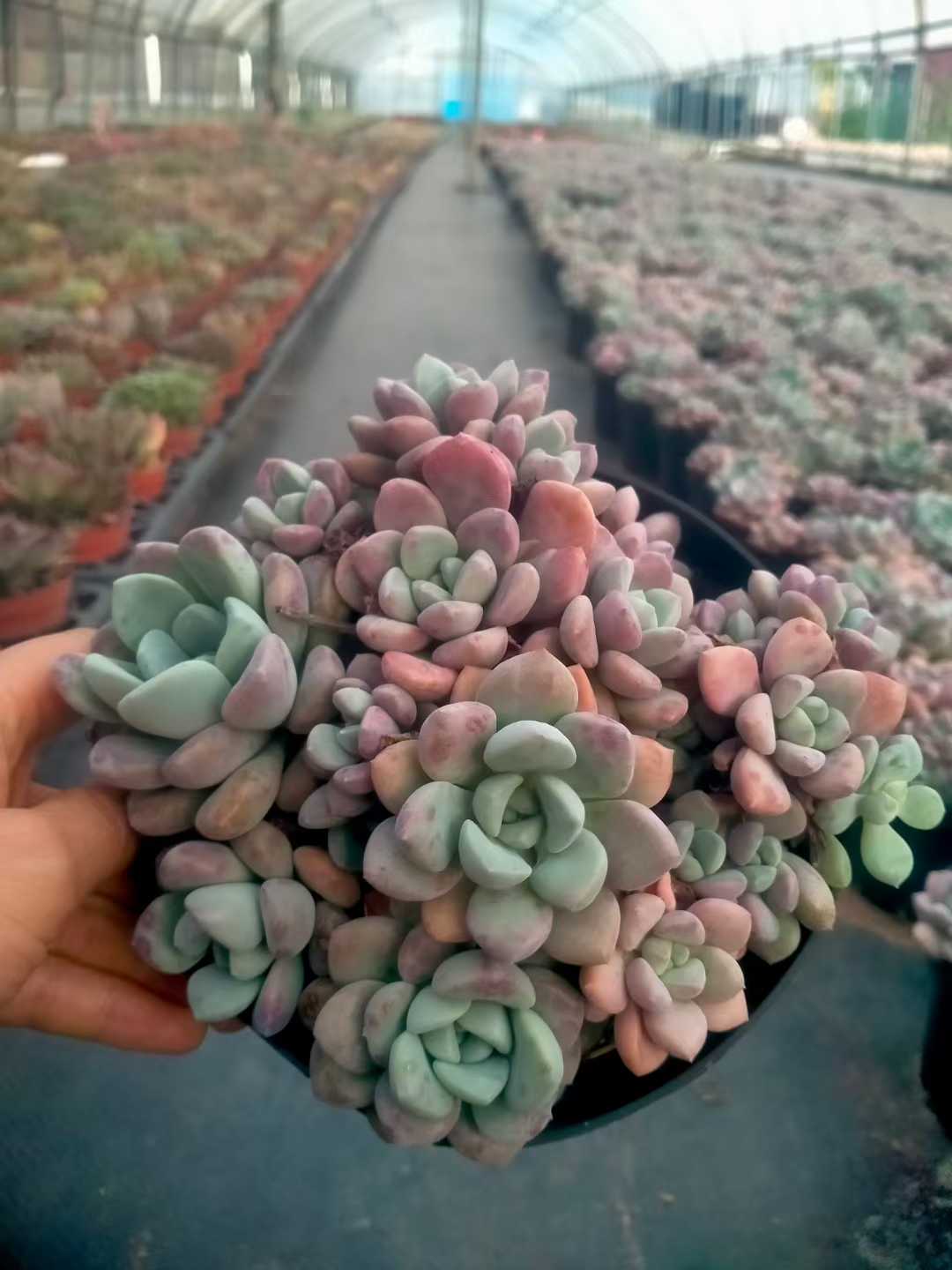 多肉植物 ハナブチカ 12株セット 5号鉢 品番ZG00068