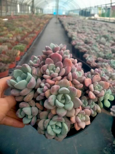 多肉植物 ハナブチカ 12株セット 5号鉢 品番ZG00068