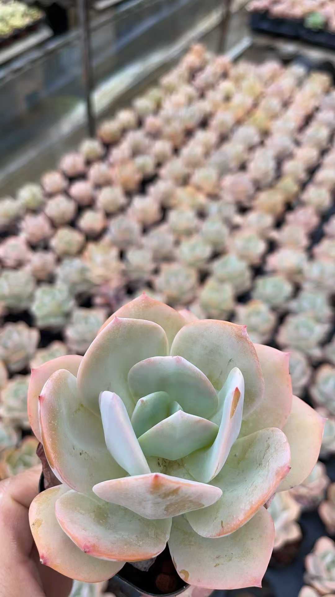 多肉植物 ハクホウ 50株セット 2.5号鉢 品番AE00009