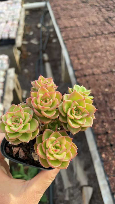 多肉植物 ロウボタン 50株セット 2.5号鉢 品番AE00018
