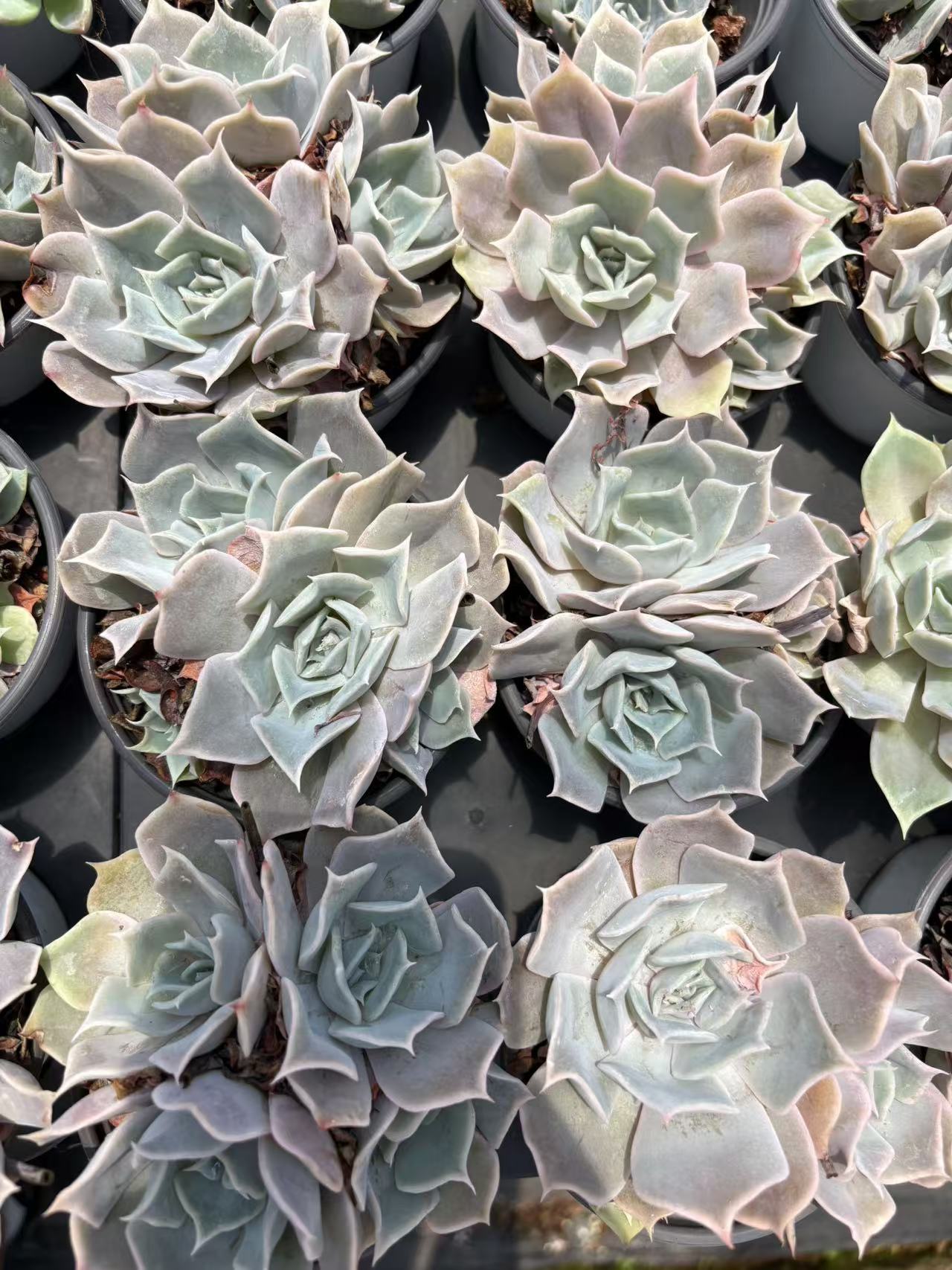 多肉植物 ルナ 36株セット 3号鉢 品番AD00175