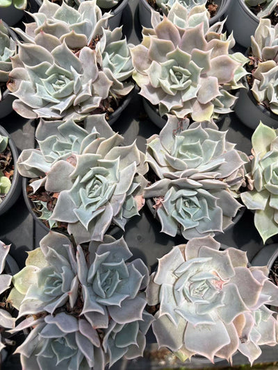 多肉植物 ルナ 36株セット 3号鉢 品番AD00175