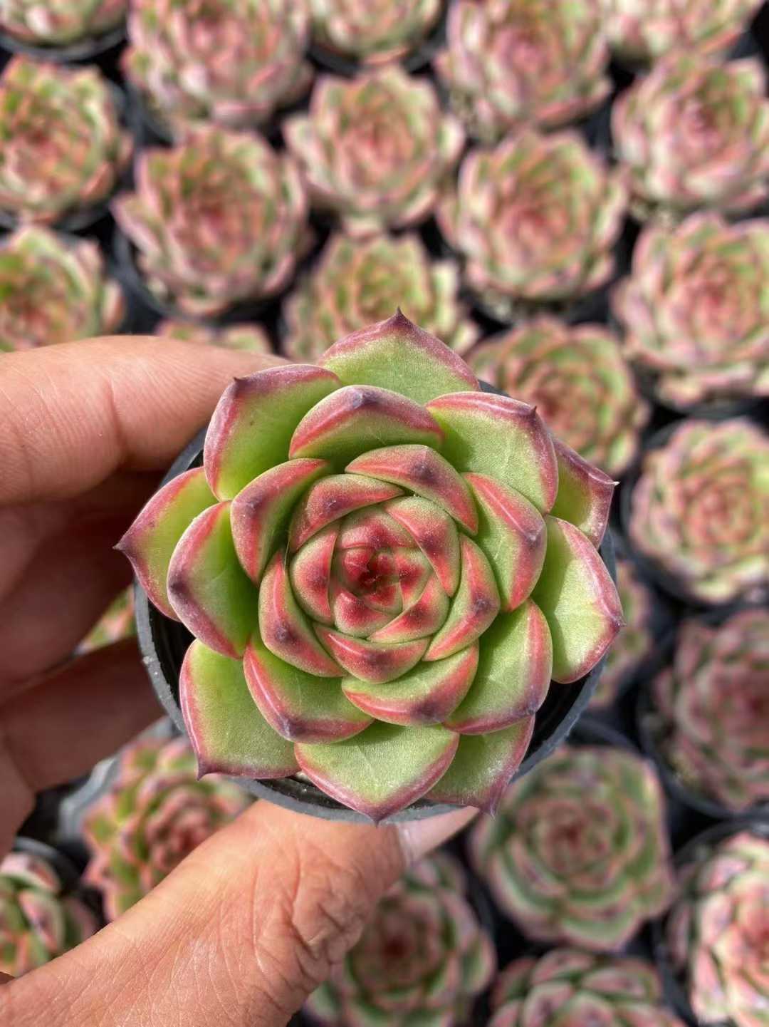 多肉植物 ゲツリョクセキ55シャープ 54株セット 2号鉢 品番AF00051