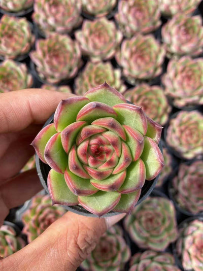 多肉植物 ゲツリョクセキ55シャープ 54株セット 2号鉢 品番AF00051