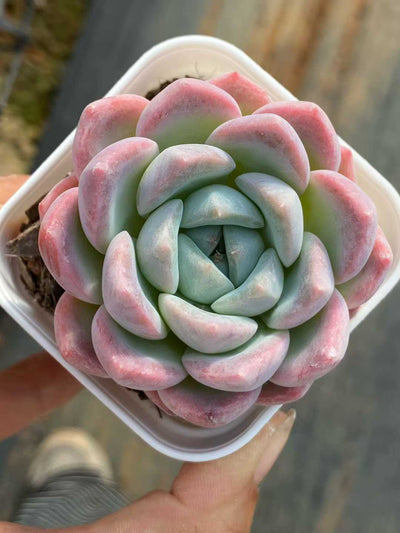 多肉植物 アンバー 50株セット 2.5号鉢 品番AA00123