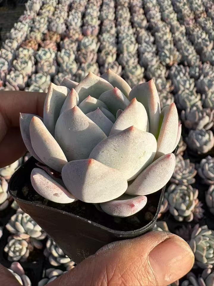 多肉植物 ミルクフォーム 50株セット 2.5号鉢 品番AD00049