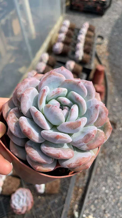 多肉植物 ダイダイムンロ 15株セット 4号鉢 品番AE00047