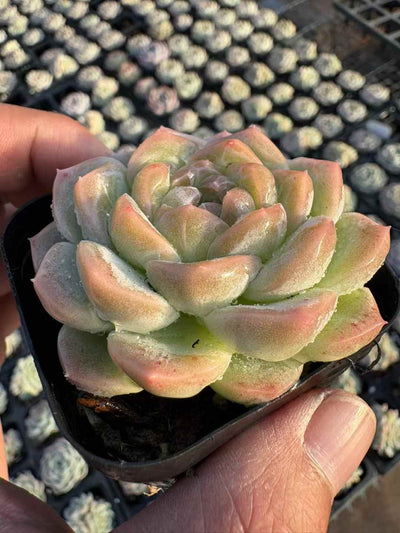 多肉植物 ぎょくとジェニー 50株セット 2.5号鉢 品番AD00239