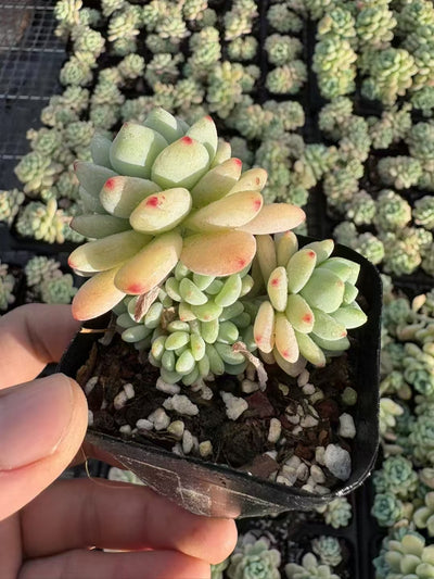 多肉植物 ソフトフレグランス 50株セット 2.5号鉢 品番AD00109