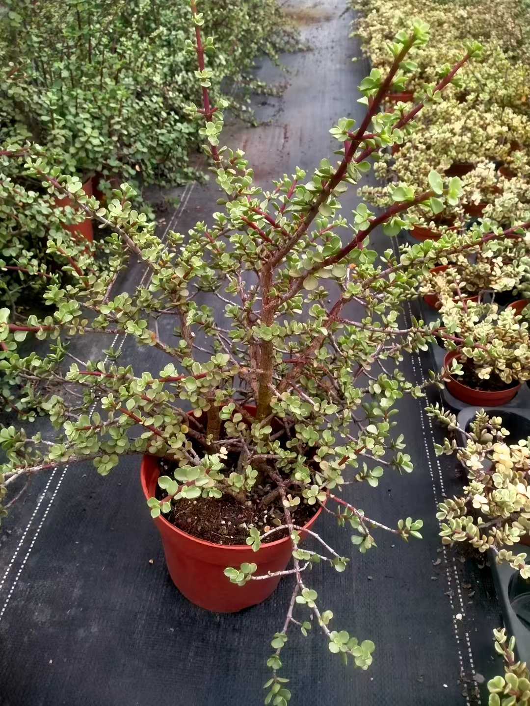多肉植物 ロウショウガラクノマイ 9株セット 6号鉢 品番ZG00031