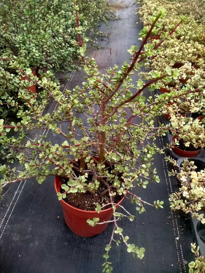 多肉植物 ロウショウガラクノマイ 9株セット 6号鉢 品番ZG00031