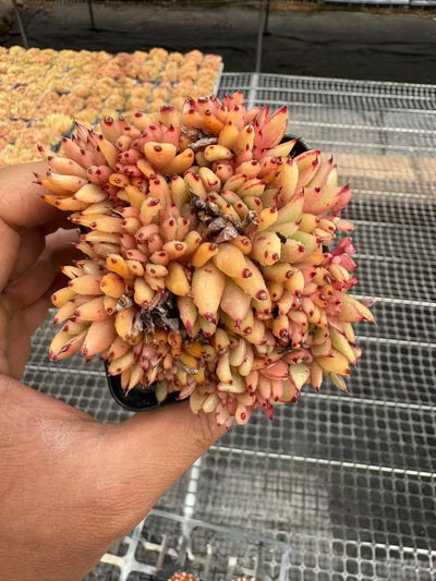 多肉植物 しゃち 50株セット 2.5号鉢 品番AD00085