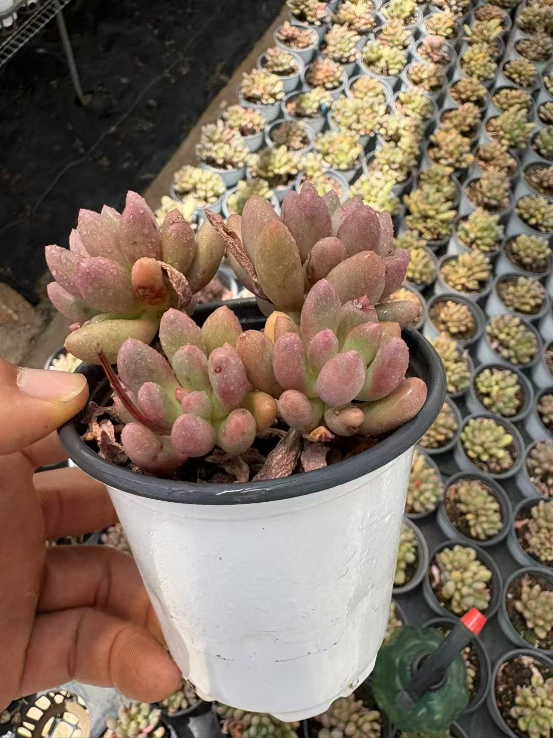 多肉植物 そうしず 36株セット 3号鉢 品番AD00140