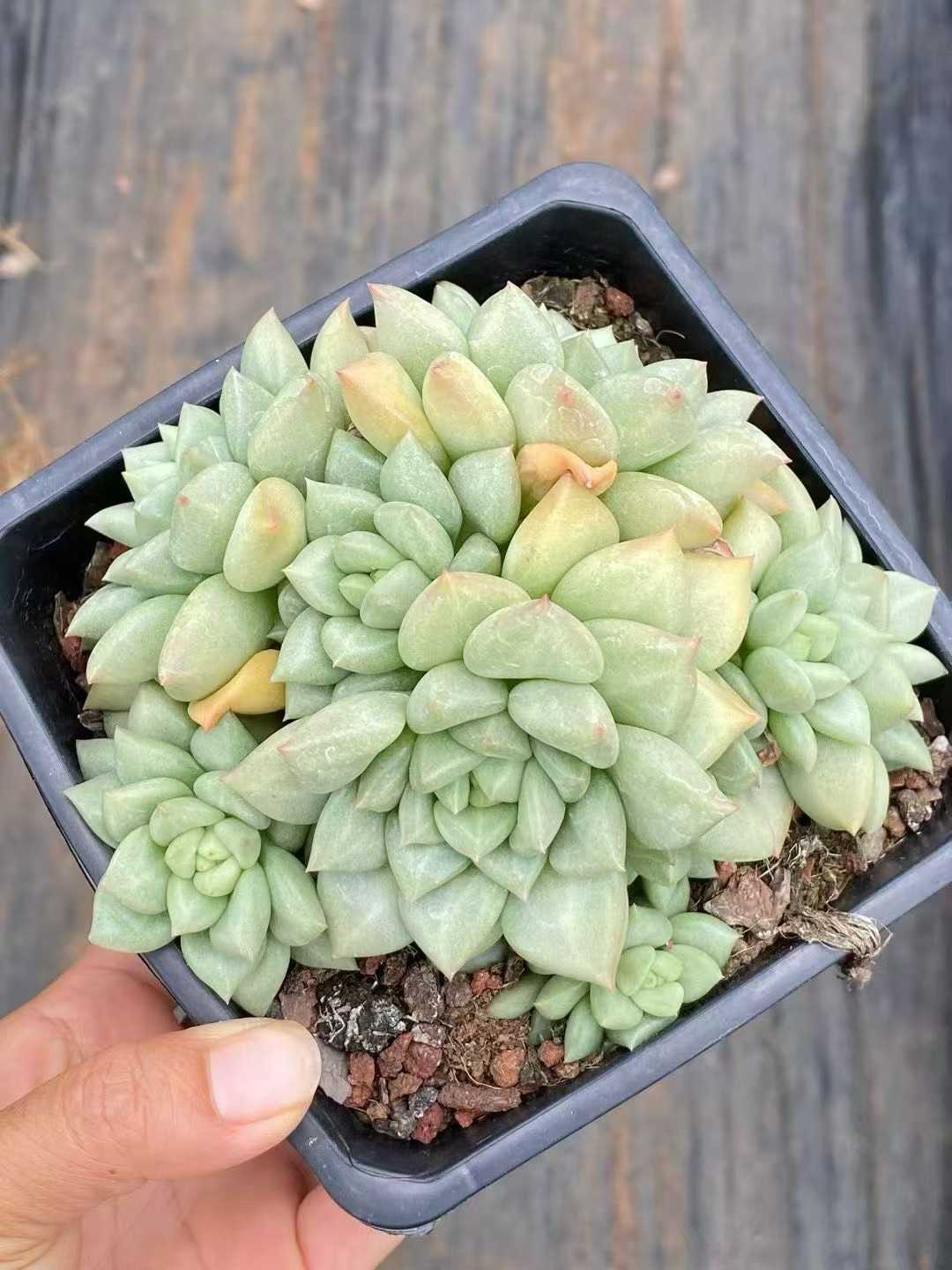 多肉植物 アイボリー 12株セット 4号鉢 品番AA00143