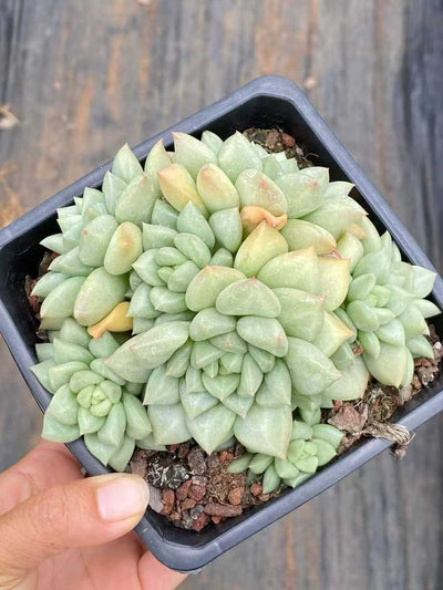 多肉植物 アイボリー 12株セット 4号鉢 品番AA00143