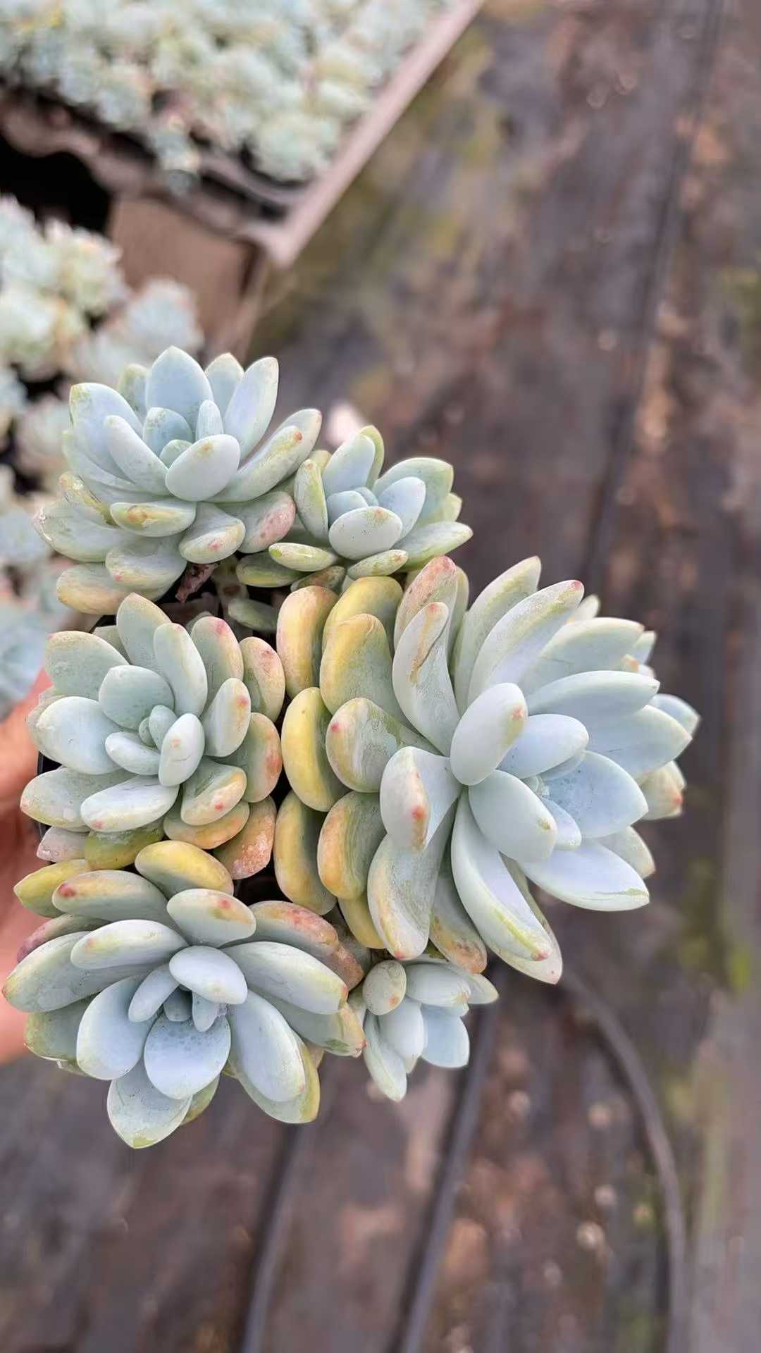 多肉植物 レイコウ 15株セット 4号鉢 品番AE00031