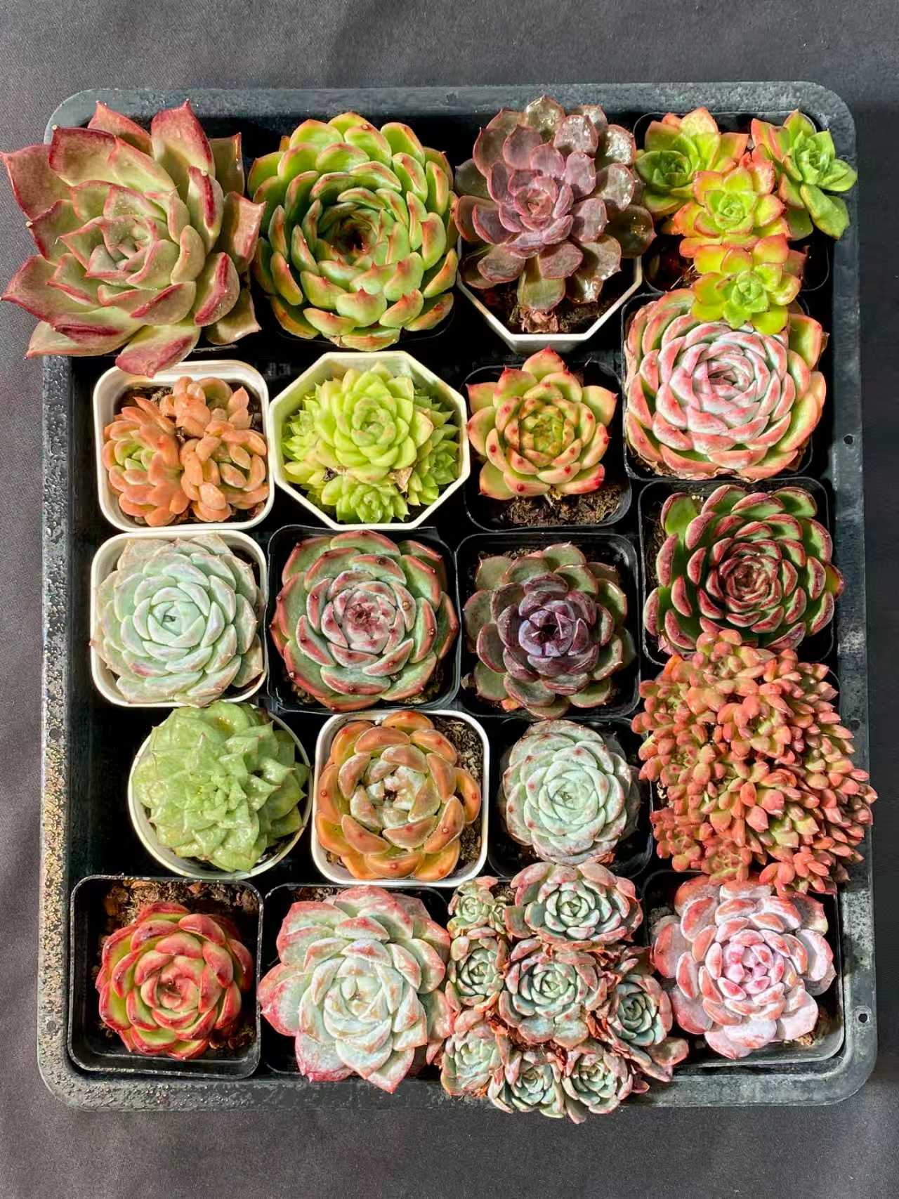 多肉植物 アソート(混合)品種:ランダム 20株セット 品番YP1