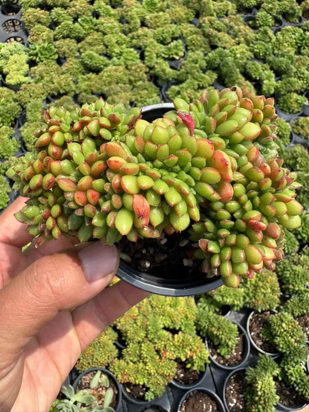 多肉植物 レッドリップけい 18株セット 3号鉢 品番AD00215