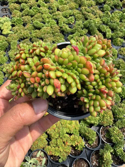 多肉植物 レッドリップけい 18株セット 3号鉢 品番AD00215