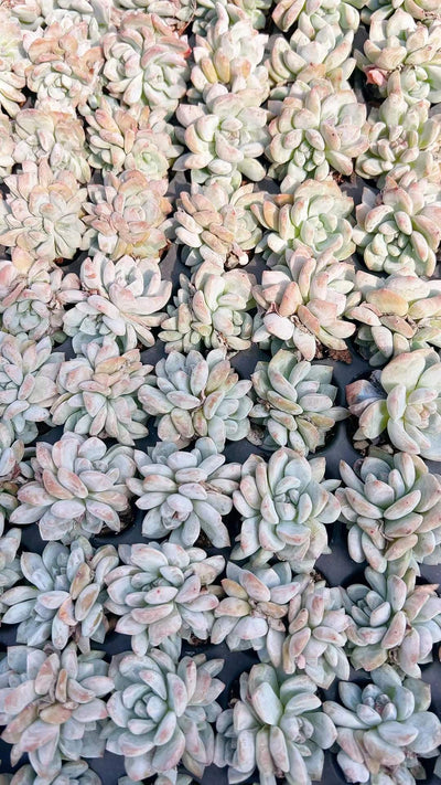 多肉植物 オレンジドリームグン 105株セット 品番AH00004