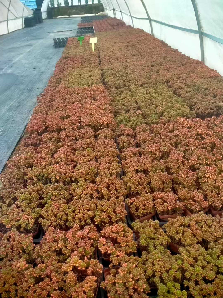 多肉植物 レッドベリー 48株セット 2.5号鉢 品番ZG00033 – 花のパッセージ