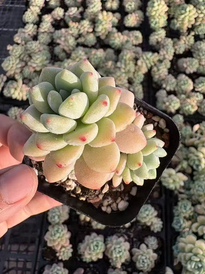 多肉植物 ソフトフレグランス 50株セット 2.5号鉢 品番AD00109