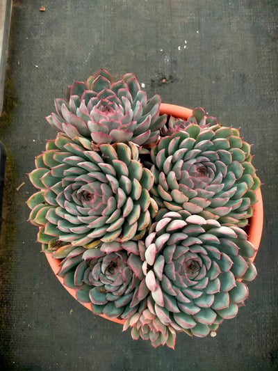 多肉植物 ブセイザ 6株セット 6号鉢 品番ZG00062